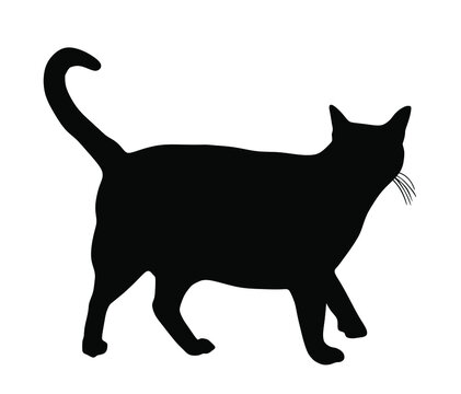Domestic black cat walking vector silhouette illustration isolated on white background. Lovely kitty pet symbol.