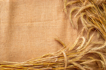 Wheat rye barley oat seeds. Whole, barley, harvest wheat sprouts. Wheat grain ear or rye spike...