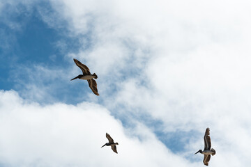 Flying pelicans and beautiful cloudy sky background