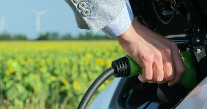 A man inserts a power cord into an environmentally friendly electric car, close up from the side against a field of sunflowers out of focus.