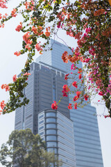 Ho Chi Minh City, Vietnam- March 2, 2020 : Saigon Centre Tower on background and flowers. Selective focus