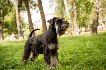 Naklejka na ściany i meble Portrait of cute miniature schnauzer at the park.