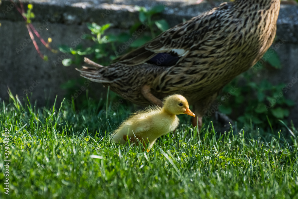 Wall mural little yellow baby running duck in green grass in the sun