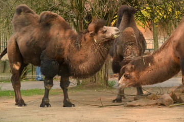 camel with stick in mouth