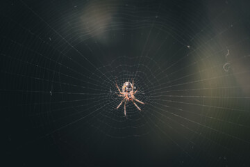 spider on web