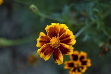 
flower in the flowerbed