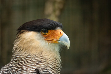 Portrait of a bird of prey with dark head and light beak