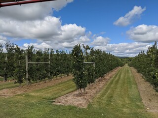 vineyard in france