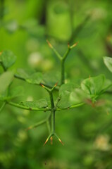 close-up of green leaves and colorful thorns