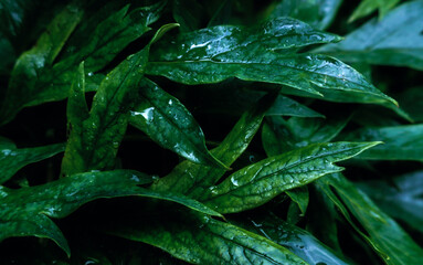  Green leaves after rain toned in cold tones colors as verdant natural floral botanical dark pattern wallpaper background backdrop  