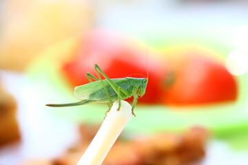 green grasshopper on a straw