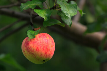 Fresh red apple on branch with green leaves in apple orchard