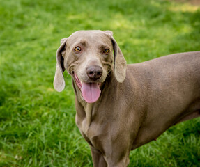 Portrait of cute weimaraner dog breed at the park.