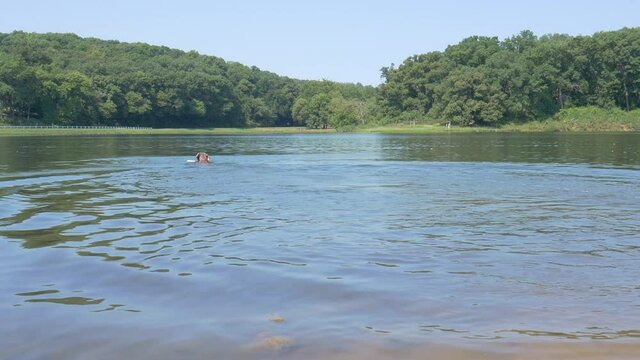 Large dog chases after a water toy before retrieving it and swimming back to shore, then runs directly at the camera with his toy.  Wet weimaraner having fun in the lake during summer.