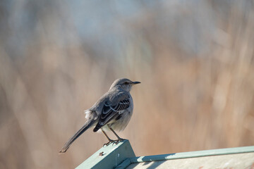 Northern Mockingbird