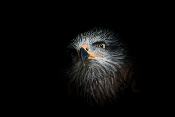 Black kite 