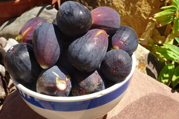 Fototapeta premium Purple Fig Fruit in Bowl Display