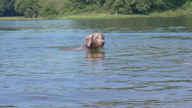 Swimming dog searches for a retrieval toy in the lake before spotting it and chasing to shore.  Weimaraner paddling in large lake during a summer day.