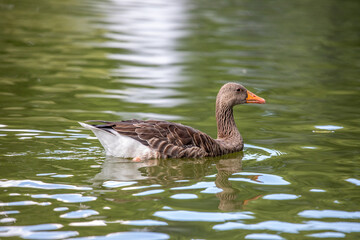 Duck floating in the lake in the open air