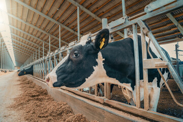 Milk cow cattle in dairy farm in livestock, food industry.