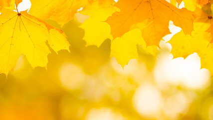 Naklejka na ściany i meble Autumn background. Tree branch with maple leaves on a blurred background. Autumn design background with yellow leaves. Copy space