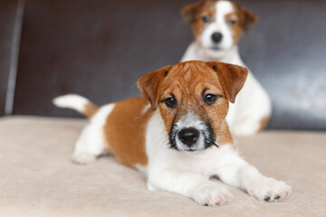 Two cute Jack Russell Terrier puppies. Love for pets, dog day.