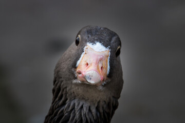 goose portrait