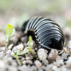 black insect