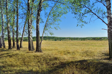 Fototapeta na wymiar Birch grove in a field against a blue sky