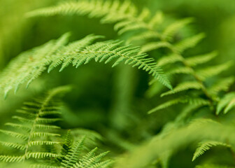 Green fern leaves