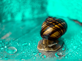 Big brown snail in the rain on the light-green background