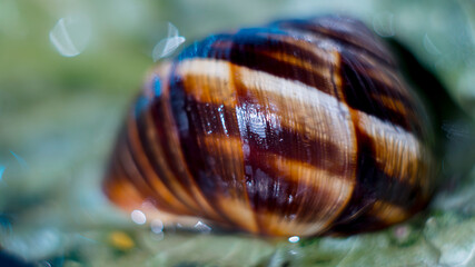Brown seashell on the blue water background