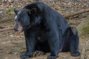 Black bear