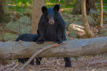 Fototapeta na wymiar Black bear