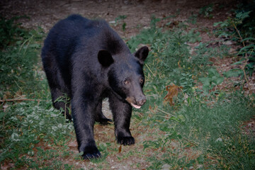 Obraz na płótnie Canvas Black bear