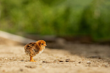 portrait of Easter little fluffy yellow chicken walking in the yard of the village on a Sunny spring day