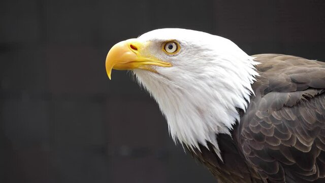 north america bald eagle slow motion 4k
