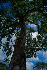 Obraz premium tall tree with blue sky backgound