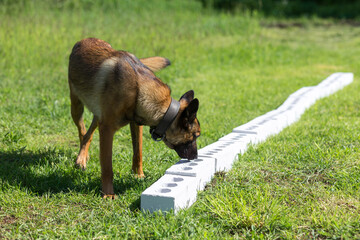 A Belgian Sheepdog searches for hidden object