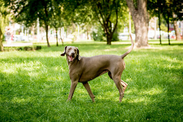 Portrait of cute weimaraner dog breed at the park.