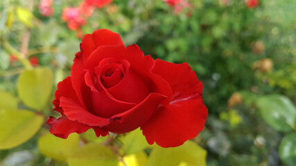 Rosa roja en su capullo a punto de florecer en primavera.