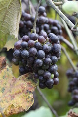 Red Wine Grapes of Defiance, Missouri, USA 2020 IX