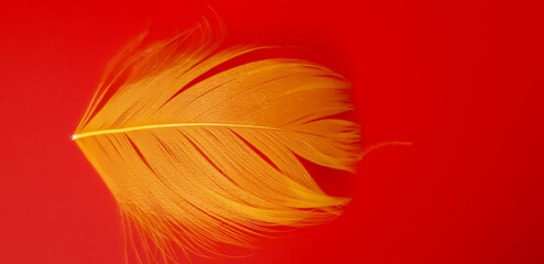 Kolorowe pióra na czerwonym tle. © Krzysztof Głowacki