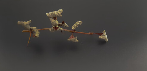 Kolorowe liście na cienkiej gałązce. © Krzysztof Głowacki