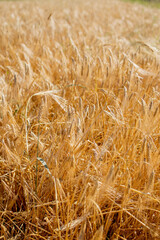 Gold Wheat Field. Beautiful Nature Sunset Landscape. Background of ripening ears of meadow wheat field. Concept of great harvest and productive seed industry