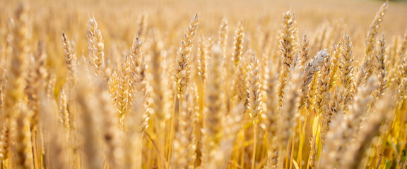 Fototapeta premium Gold Wheat Field. Beautiful Nature Sunset Landscape. Background of ripening ears of meadow wheat field. Concept of great harvest and productive seed industry