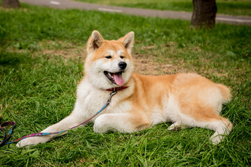 Portrait of cute akita inu dog at the park.