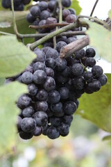 Red Wine Grapes of Defiance, Missouri, USA 2020 XII