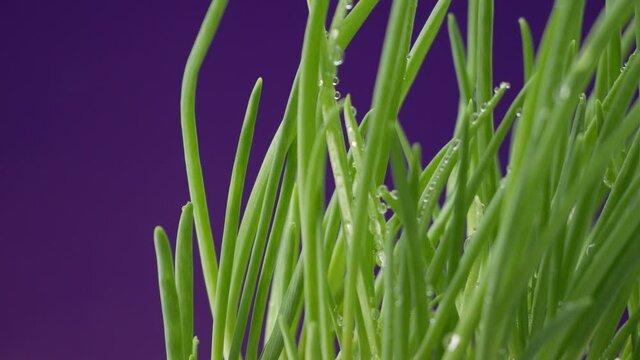 Test of the technology of growing plants on another planet. Extraterrestrial agricultural technologies. Meristem and Biotechnology. Space exploration.