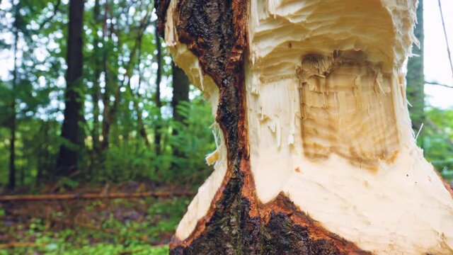 A gnawed tree. The work of beavers standing a dam on a forest stream. Wood Sawdust and chips, tooth marks